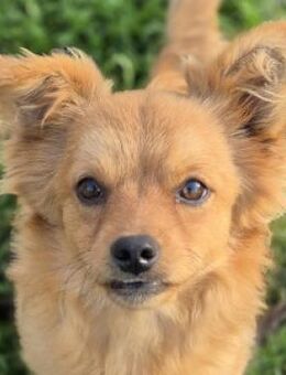 Geronimo - verschmust & liebevoll - Lohmar