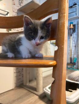 4 süße Kitten suchen ab September ihr Zu Hause - Hamburg