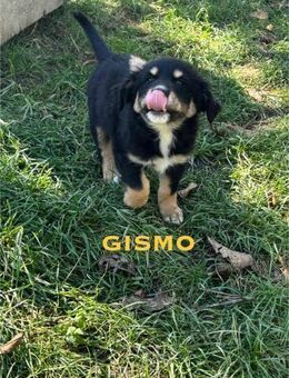 Gismo Welpe sucht seine Familie - Schwaig (Nürnberg)