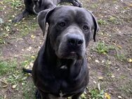 BARELL, Cane Corso, sucht Zuhause - Nörten-Hardenberg