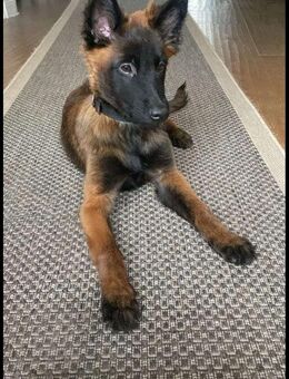 Belgische Schäferhundwelpen/Malinoiswelpen - Mallentin