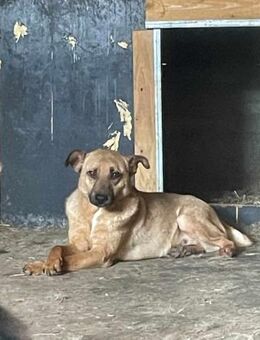 Pepe musste im Shelter alt werden🐾 - Elsdorf (Nordrhein-Westfalen)