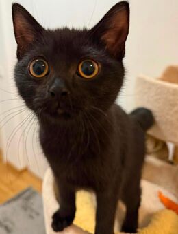 Britisch Kurzhaar Kater - Hamburg