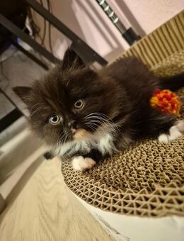 Maine Coon Mix Kitten - Berlin Reinickendorf