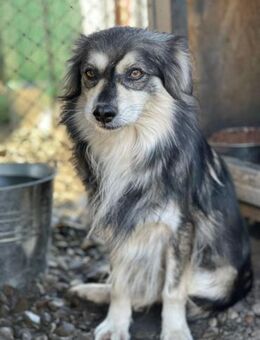 Überlebenskünstler Ollie - Alfdorf