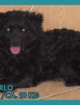 Marlo kroatischer Schäferhund Mix Rüde - Margetshöchheim