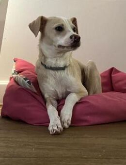 Zarte verspielte Mila sucht ihr Zuhause. - Hamburg