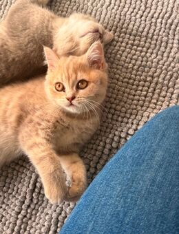 Bkh Kater sucht liebevolles Zuhause - Essen