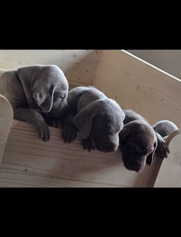 Süße Weimaraner Welpen - Spiesen-Elversberg