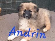 Andrin ist Mama-s Wuschelschatz - Waakirchen