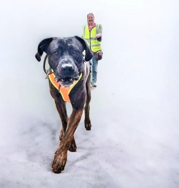Mantrailing - Hundeschule - Steyerberg