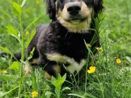 Verspielter Balou sucht seine Familie - Großefehn