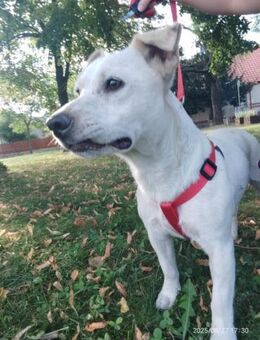 🐶 Boby kleiner Mischlingsrüde - Kassel