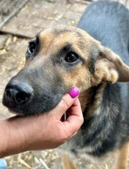 SARAY ~ kleinbleibender Schäfimix - Duisburg