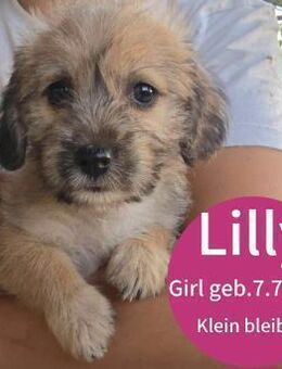 5 Hundekinder Dackelmix - Finning