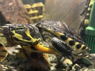 3 Cumberland-Schmuckschildkröten abzugeben - Mettmann