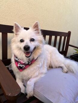 Ariel SR, ein liebenswertes Mädchen - Rheine