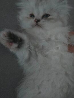 katze sucht neues Zuhause - Dresden