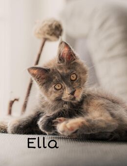 Maine Coon XXL Kitten reinrassig Mädchen - Nordheim