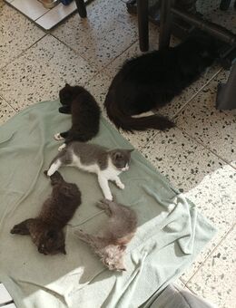 Katzenbabys NWK und Siam Mix - Wesseling