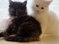 Meine Coon Kitten 700 Euro VB - Hannoversch Münden