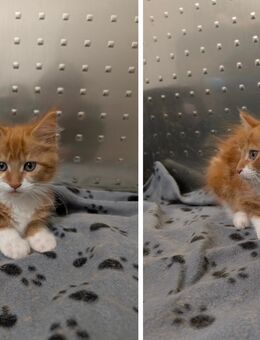 Maine Coon Babys suchen liebevolles Zuhause - Pirmasens