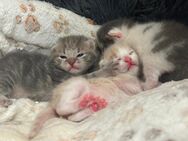 BKH Mix kitten - Schwarzhofen