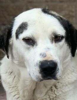 Morla, geb. ca. 01/2020, GRIECHENLAND - Markdorf