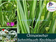 ♥ Chinesischer Knoblauch Schnittlauch Samen winterharte Staude Kräuter,Tulpenstolz,Garten, Allium tuberosum,samenfest,Bienenweiden - Hamburg