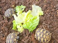 Griechische landschildkröten - Weiterstadt