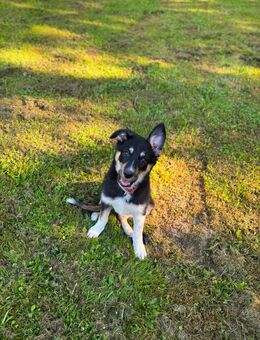 Australien Shepherd mix - Essen