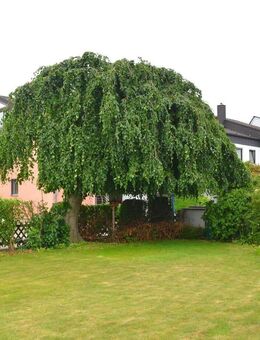 ** Den Sommer im eigenen großen und sonnigen Garten genießen! ** - Kissing