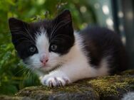 Babykatze abzugeben - Lohmar