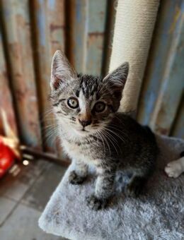 🐱 Katzenbaby Simba möchte auf Reise ❤️ - Eislingen (Fils)