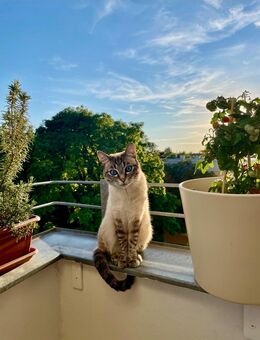 Verschmuster Thai-Kater sucht liebevolles neues Zuhause - München Bogenhausen