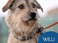 Aufgeschlossen Willi sucht seine Familie - Tarmstedt