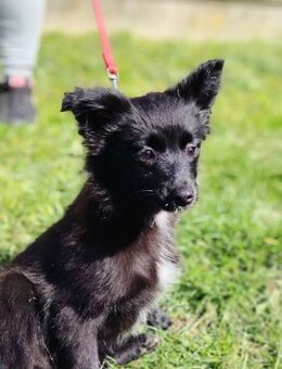 Wer verliebt sich in die schöne Merkur ? - Dortmund