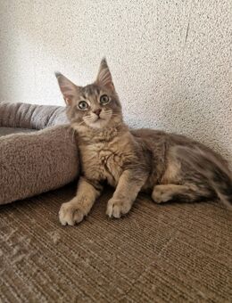 Maine Coon Mädchen zum Abgabebereit - Liebenau (Niedersachsen)