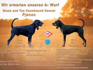 Wurfankündigung - Black and tan Coonhound - Lübeck