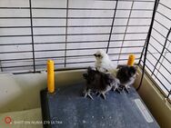 Seidenhühner US Silkie Strupp Küken - Grevesmühlen