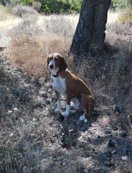 Ira - hofft auf eine Chance! - Alfeld (Leine)