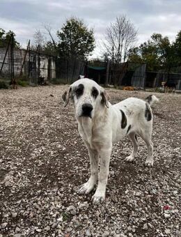 Lieber Kerl Bolle - Schmitten