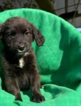 Ona - welpentypisches Hundemädchen - Velbert