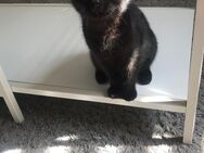 Süße weibliche Baby katze 4 Monate alt - Kassel