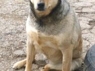 Mokka ist ein verschmuster Seelenhund! - Karben
