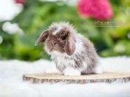 Mini Lop, Zwergwidder, Zwergkaninchen, Minilop, Kaninchen, Lion Lop, Babys - Forst (Baden-Württemberg)