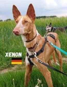 Xenon - Bildschöner Podenco - Heppenheim (Bergstraße)