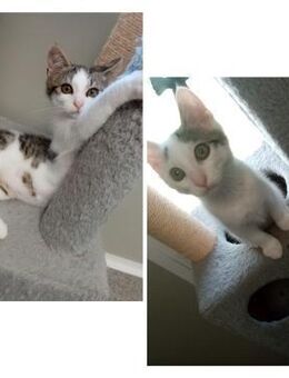 Tik & Tok suchen DICH! - Walluf