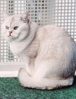 Deckkater Stammbaum blauen Augen BKH Farbe seal-silver-shaded-point ns 11-33 - Baden-Baden