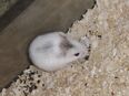 Junge bunte Roborowski Zwerghamster Hamster männlich weiblich Tierversand möglich in 01844